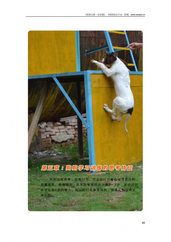 狗狗心思一本足够-内容截图12