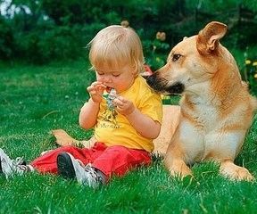 狗狗吃零食好吗，狗狗吃零食有什么注意事项？