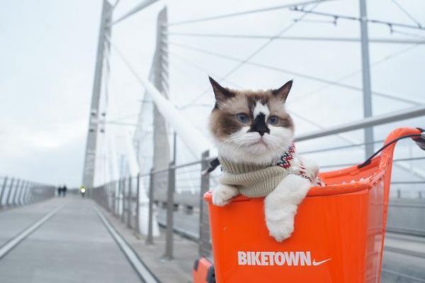 朕要微服出巡啦～训练猫咪跟你出门散步的方法