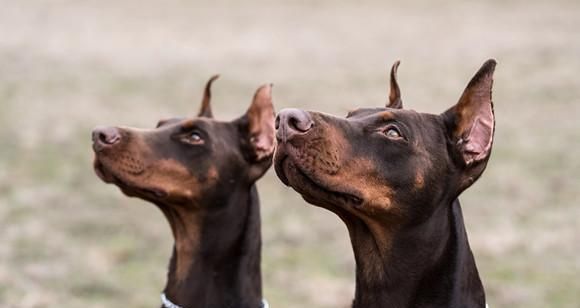 如何科学喂养幼年杜宾犬（以宠物为主，让你的杜宾犬健康成长）