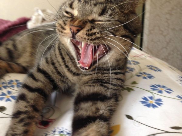 猫对是非的理解:揍猫,猫会长记性吗?