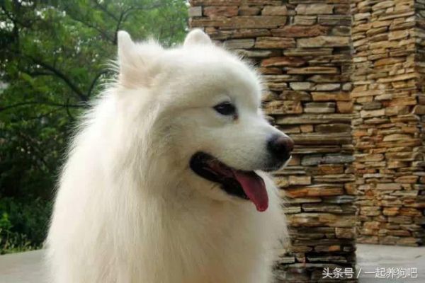 揭秘狗狗日常心理活动