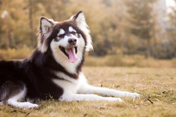 纯种阿拉斯加犬图片