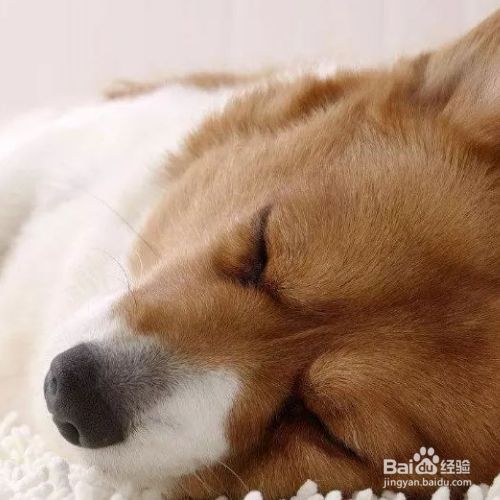 怎么保护犬类肠道健康