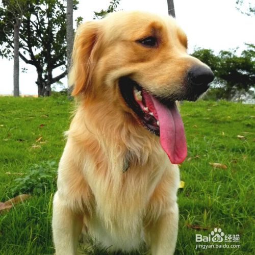 怎么保护犬类肠道健康