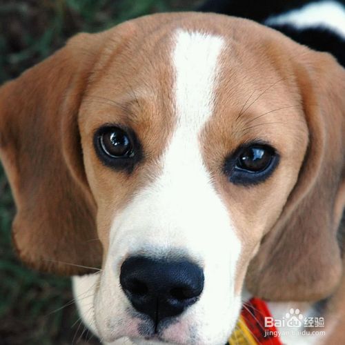 怎么保护犬类肠道健康