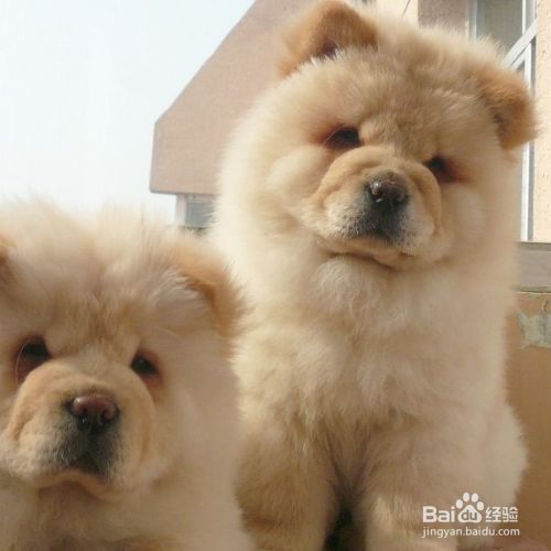 怎么保护犬类肠道健康