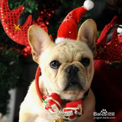 怎么保护犬类肠道健康