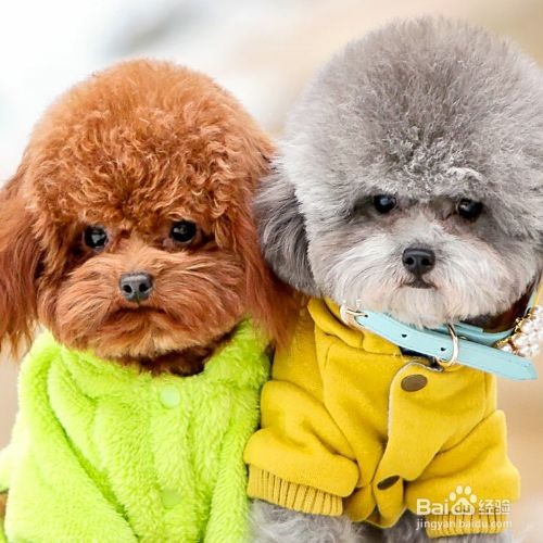 怎么保护犬类肠道健康