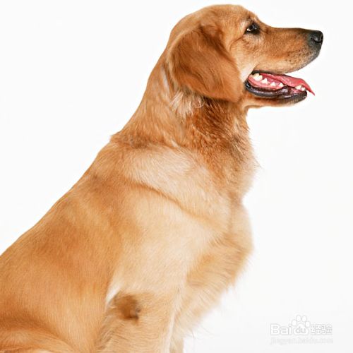 怎么保护犬类肠道健康