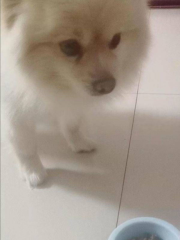 狗粮