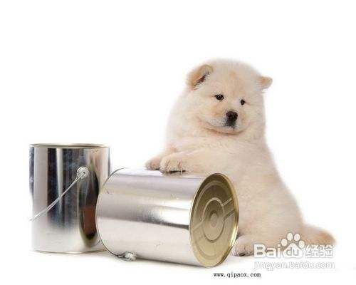 测试松狮犬智商的三个小妙招