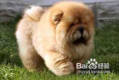 测试松狮犬智商的三个小妙招