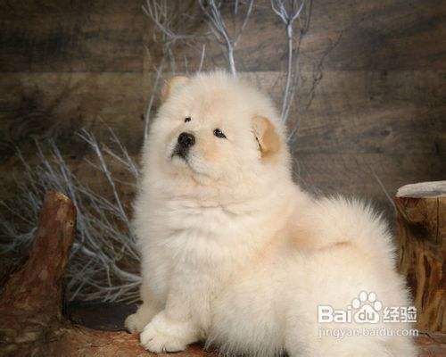 测试松狮犬智商的三个小妙招