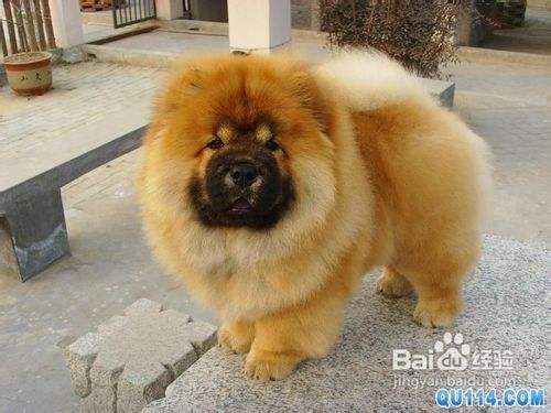 测试松狮犬智商的三个小妙招