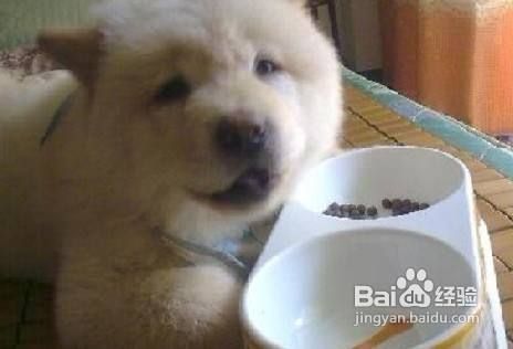 松狮犬一天应该吃几顿饭好