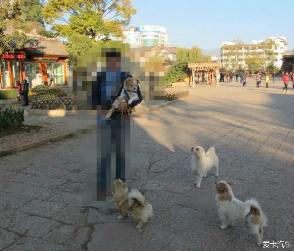 狗狗的旅行日记—随主人自驾78天11省13600公里颠沛生活