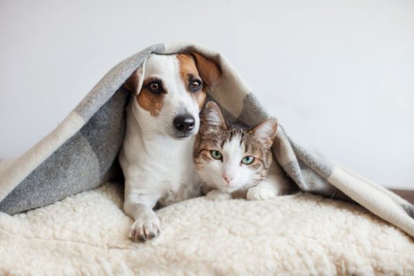 猫狗一起养要注意什么-第1张图片-宠查查