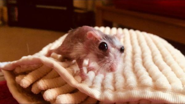 仓鼠养多久能下崽