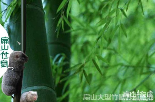 四川竹鼠养殖竹林