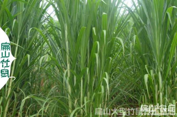贵州黄竹草种植