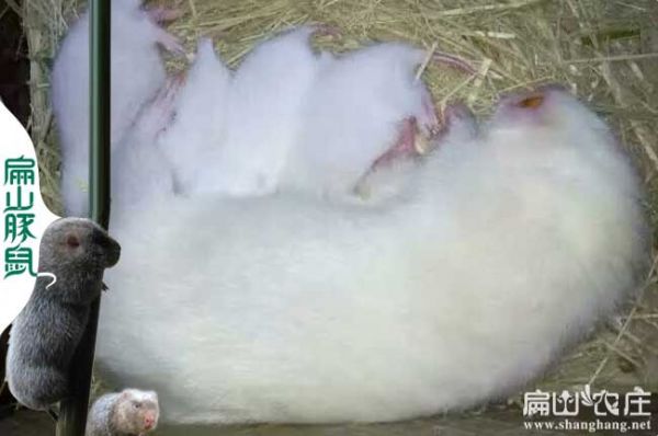 江西白竹鼠价格