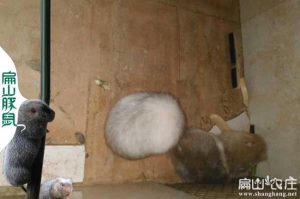 广西白竹鼠种苗批发