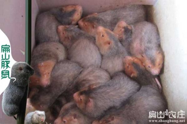 四川竹鼠种苗批发