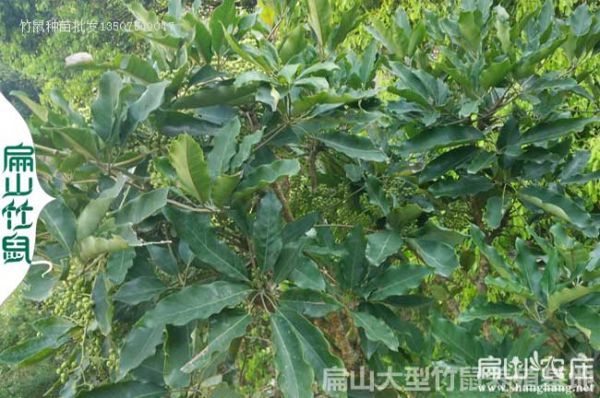 福建鸭脚木种植