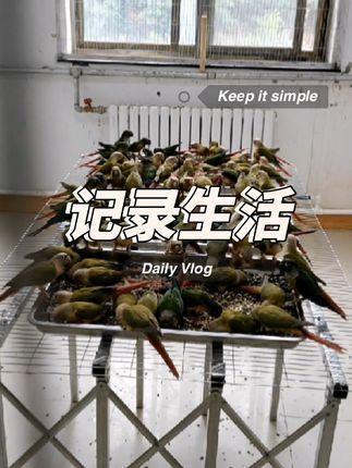 威海L.G手养鹦鹉鸟舍:给鸟子们做个饭桌#小太阳鹦鹉 #养鸟 #威海欣慧鹦鹉饲养有限公司 #威海鹦鹉养殖场 #威海欣慧鹦鹉养殖场