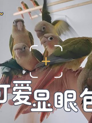 威海L.G手养鹦鹉鸟舍:日常记录小可爱们 •͈˽•͈♡努力向着一切美好的事物靠拢 ⛵️既然上了生活的贼船 ☠️那就做快乐的海盗 وً وً #鹦鹉 #在平凡日子里热爱生活 #遇见治愈系生活 #威海欣慧鹦鹉饲养有限公司 #威海手养鹦鹉鸟舍
