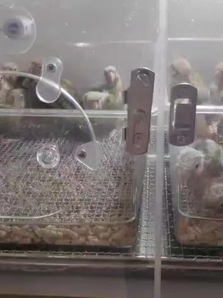 威海L.G手养鹦鹉鸟舍:还有小班也快毕业了#威海欣慧鹦鹉饲养有限公司#威海手养鹦鹉鸟舍#威海鹦鹉养殖场