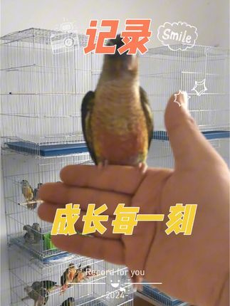 威海L.G手养鹦鹉鸟舍：大班毕业了，后面还有小班也快了。[调皮]这只挺有灵性，第一次飞手。#威海欣慧鹦鹉饲养有限公司#威海手养鹦鹉鸟舍#威海鹦鹉养殖场 #带标识合法鹦鹉