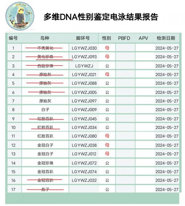 威海L.G手养鹦鹉鸟舍:手养玄凤鹦鹉找家长。所有小鸟10天左右开始手养,半毛送奶粉喂奶工具,可上门挑选,可预定养到断奶,本地自提自选,外地可发货,不包邮#玄凤鹦鹉#手养玄凤鹦鹉#威海手养鹦鹉鸟舍