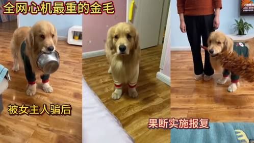 全网心机最重的金毛！被女主人骗后！果断实施报复！