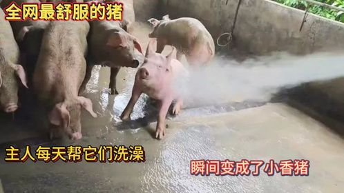 全网最舒服的猪！主人每天帮它们洗澡！瞬间变成了小香猪！