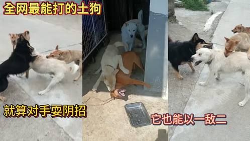 全网最能打的土狗！就算对手耍阴招！它也能以一敌二！