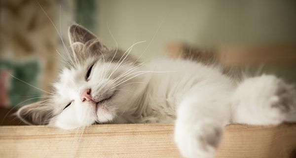 以猫咪的叫声实验室为主题的研究（探索猫咪行为和语言的奥秘）