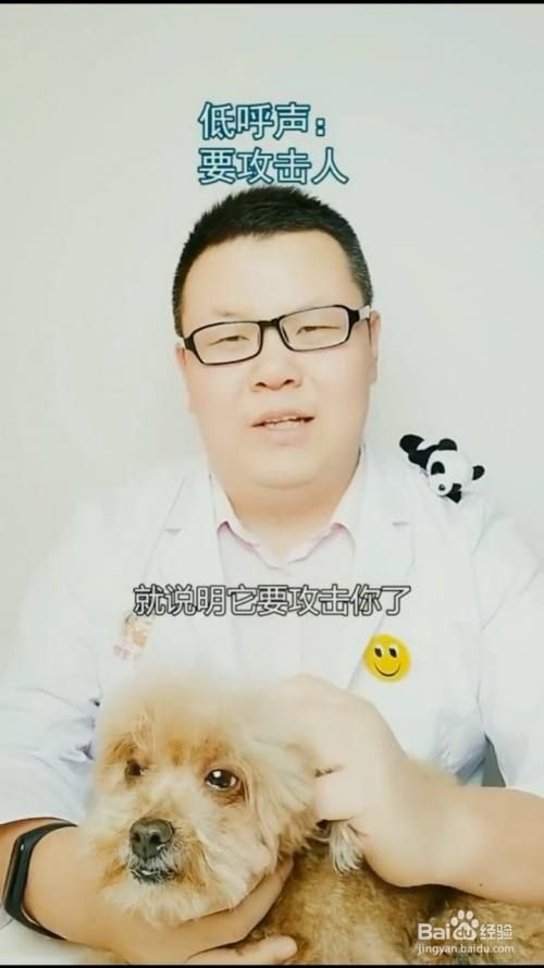 如何解读狗狗不同的叫声？