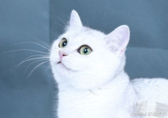 女子花1万元买三只“银渐层”，长大变土猫！