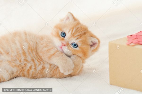 小橘猫红虎斑英国短毛猫