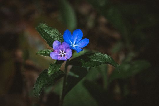 野生中草花花卉梓木草