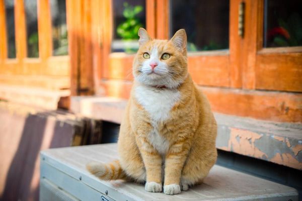 橘猫-第1张图片-宠查查