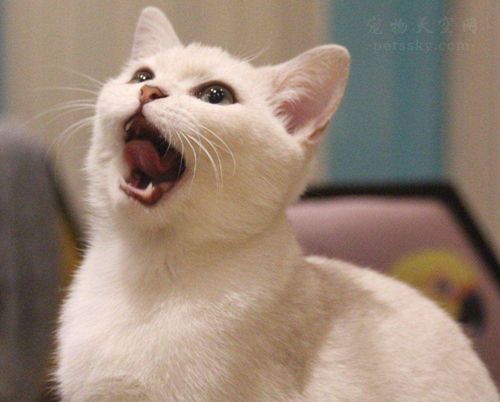 银渐层猫多少钱一只？如何选择准银渐层纯种猫