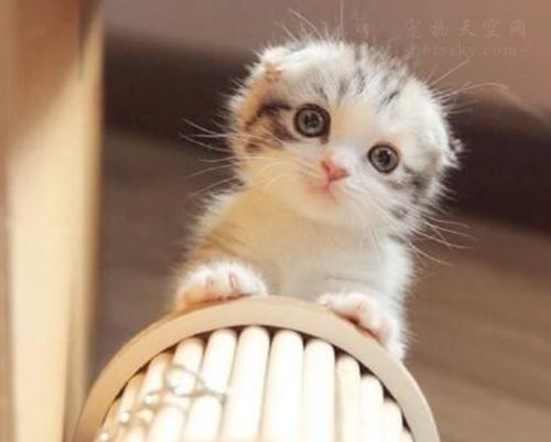 银渐层猫多少钱一只？如何选择准银渐层纯种猫