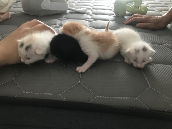 有需要领养小猫咪的吗？请一定善待