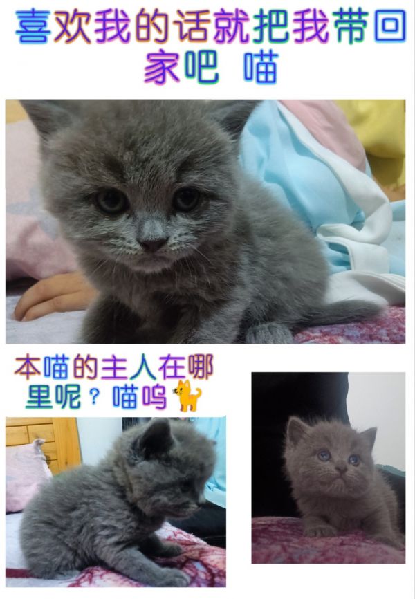 精品蓝猫幼猫出手 
