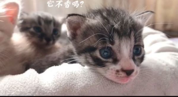 送可爱的小猫咪