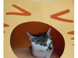 狸花猫