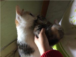 猫咪免费赠养